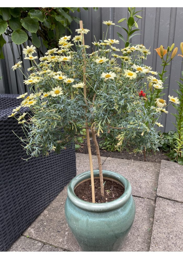 Vi holder klinikken åben hen over hele sommeren